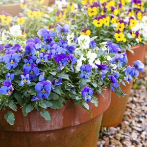 How to keep Pansies alive in summer