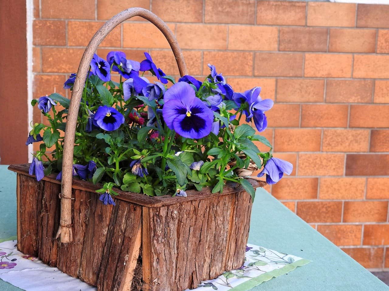 How to keep Pansies alive in summer-✅+Video-pics⭐