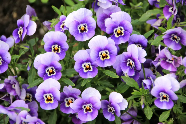 Should I cover my pansies at night?