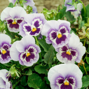 How to protect Pansies from frost?