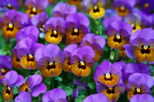 Should I cover my pansies at night?