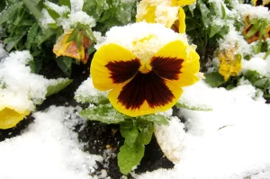 Can pansies survive snow?