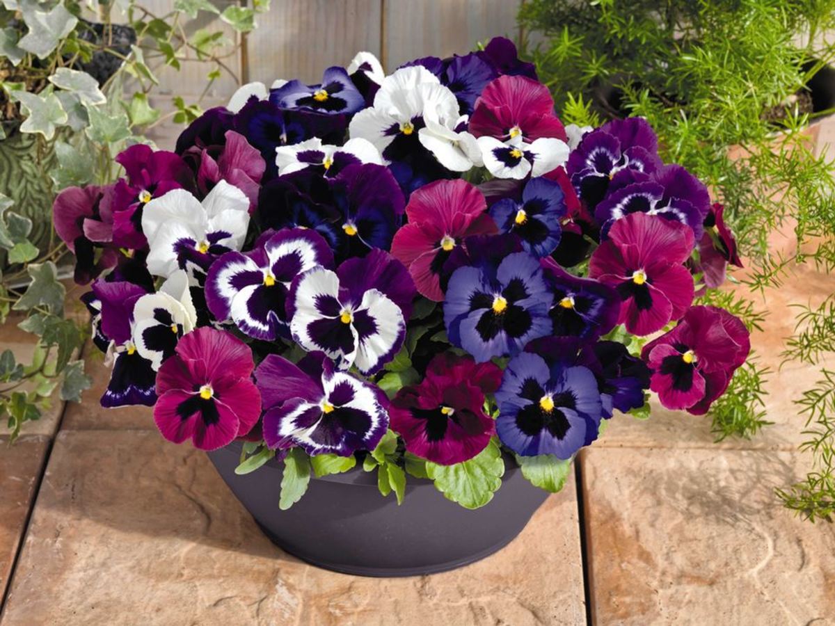 When to sow winter Pansy seeds?
