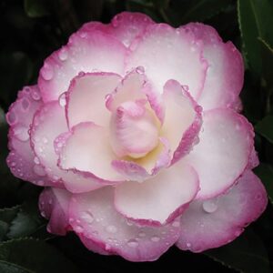 Best Camellia Varieties