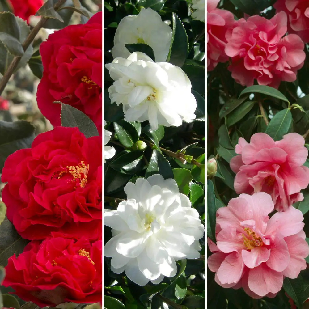 Best Camellia Varieties
