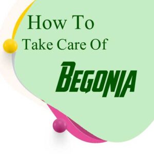how to take care of Begonia