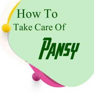 how to take care of pansy