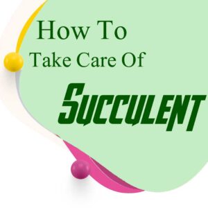 how to take care of succulent
