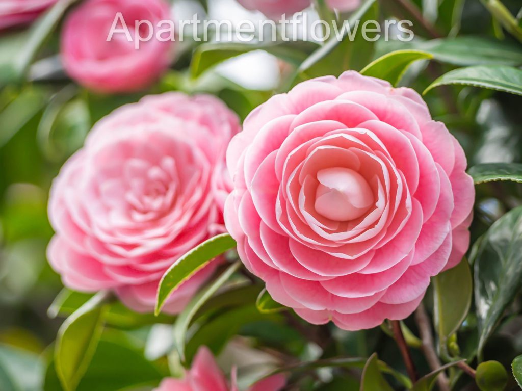 Do Camellias Bloom Twice a year? Do They Flower Twice [2]?