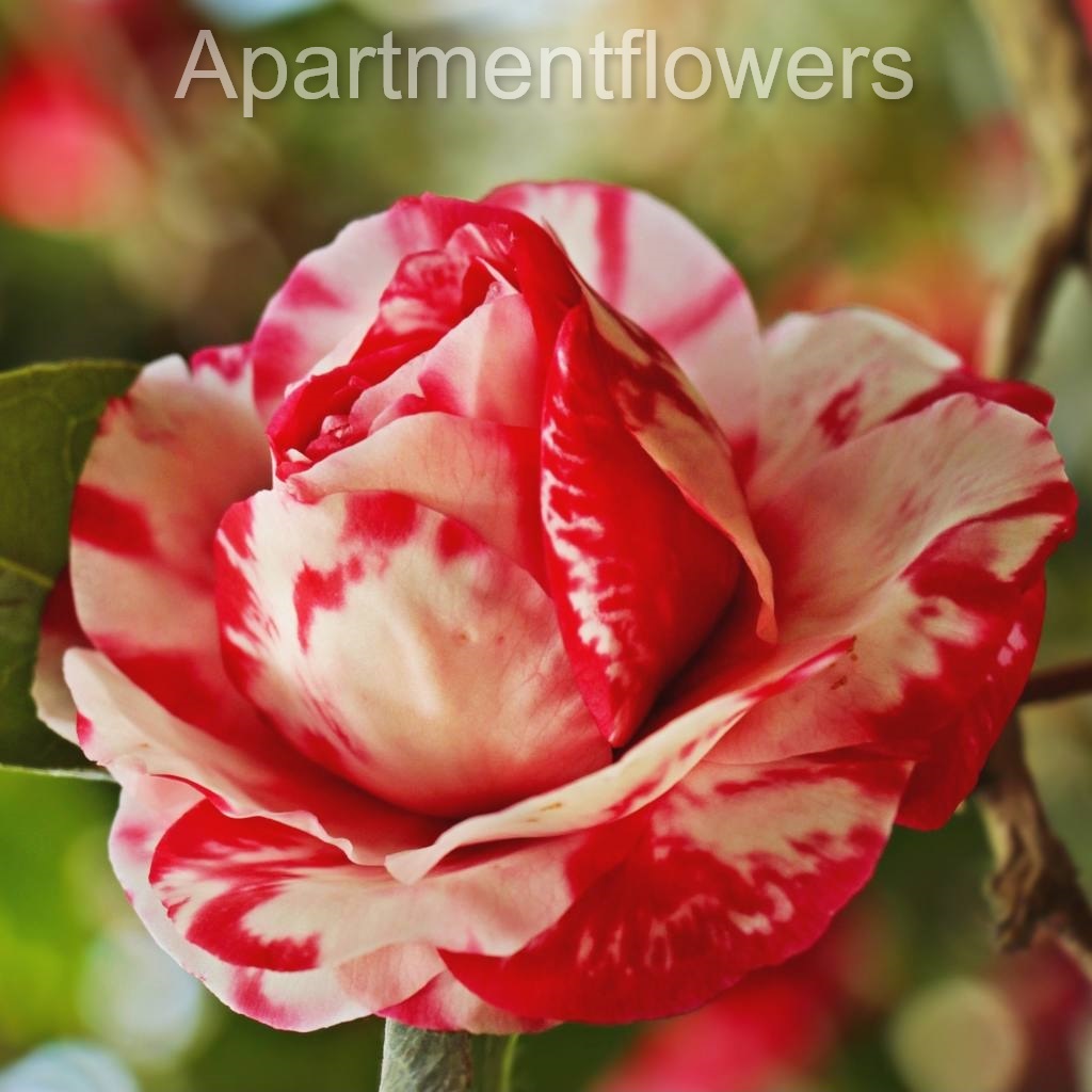 do camellias bloom twice a year?