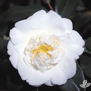 White Camellia Varieties