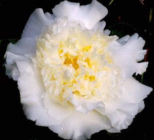 White Camellia Varieties