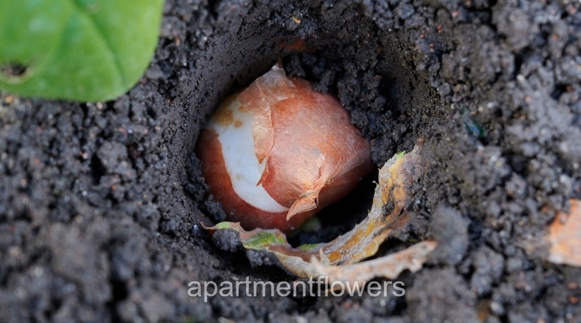 tulip bulbs in water tips