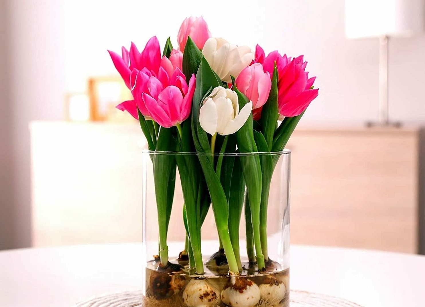 tulip bulbs in water