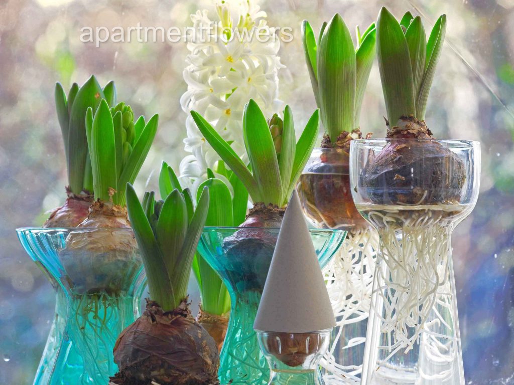 HOW TO REGROW TULIP BULBS IN WATER – apartmentflowers