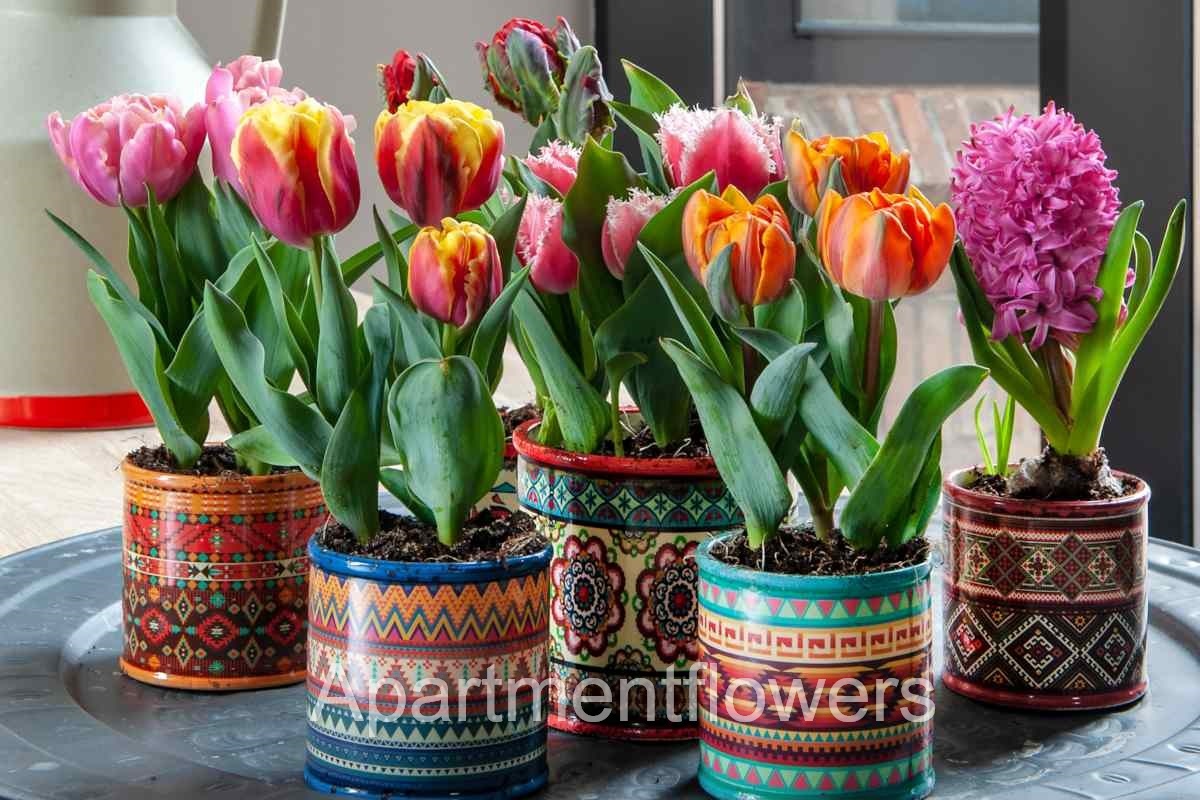 how to Reuse Tulip Bulbs