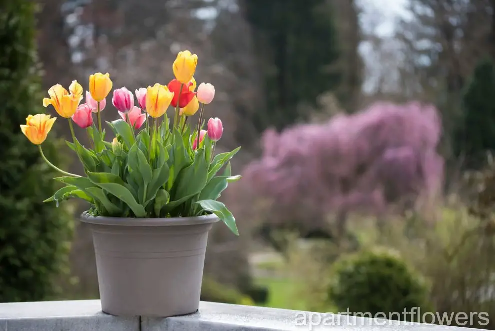 CARE FOR TULIPS BULBS in a vase learn tips