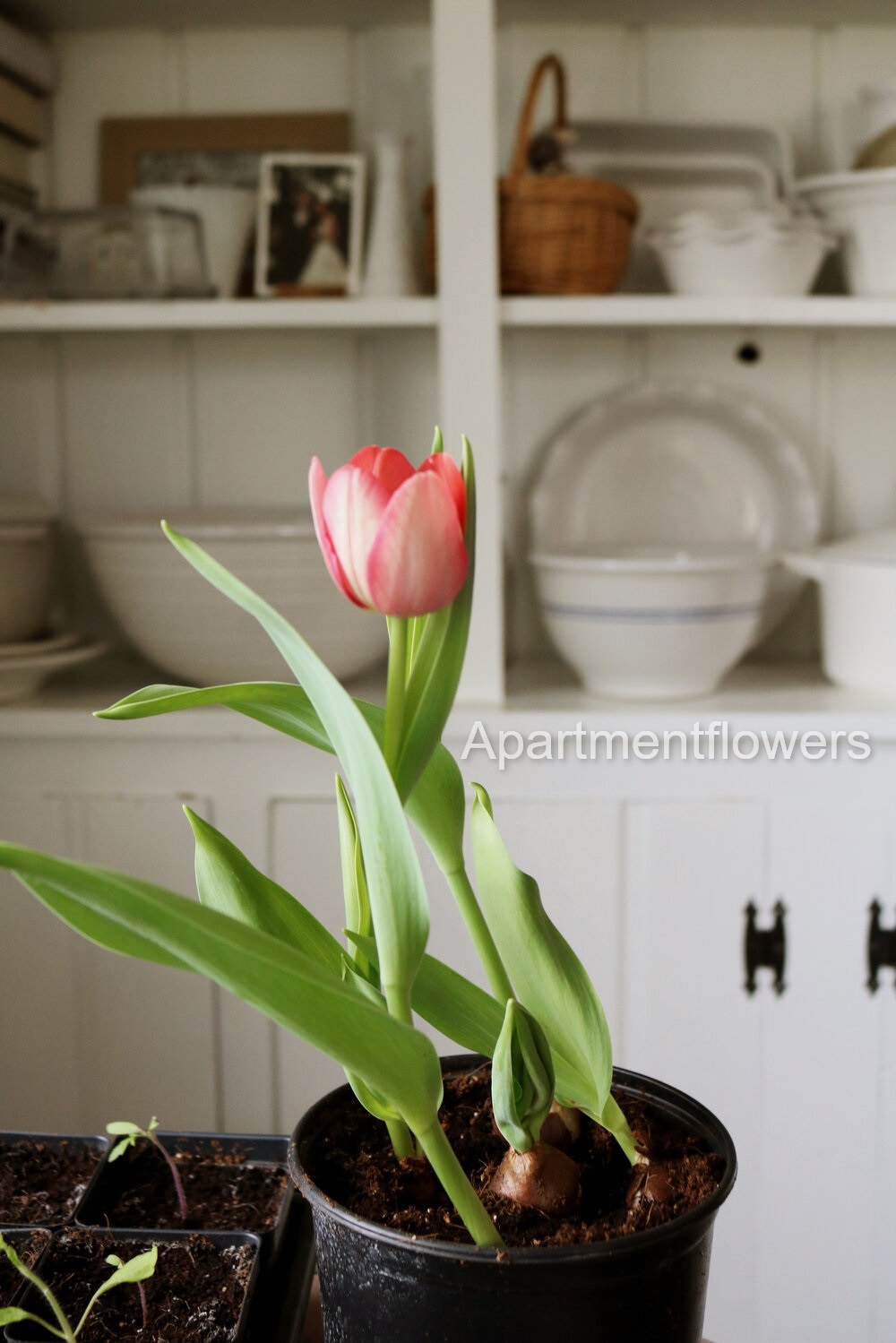 Reuse Tulip Bulbs in containers