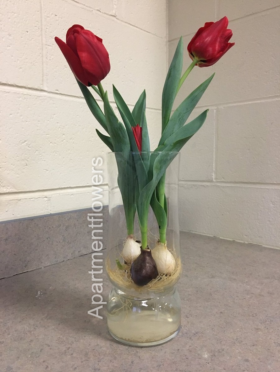 Tulip bulbs types