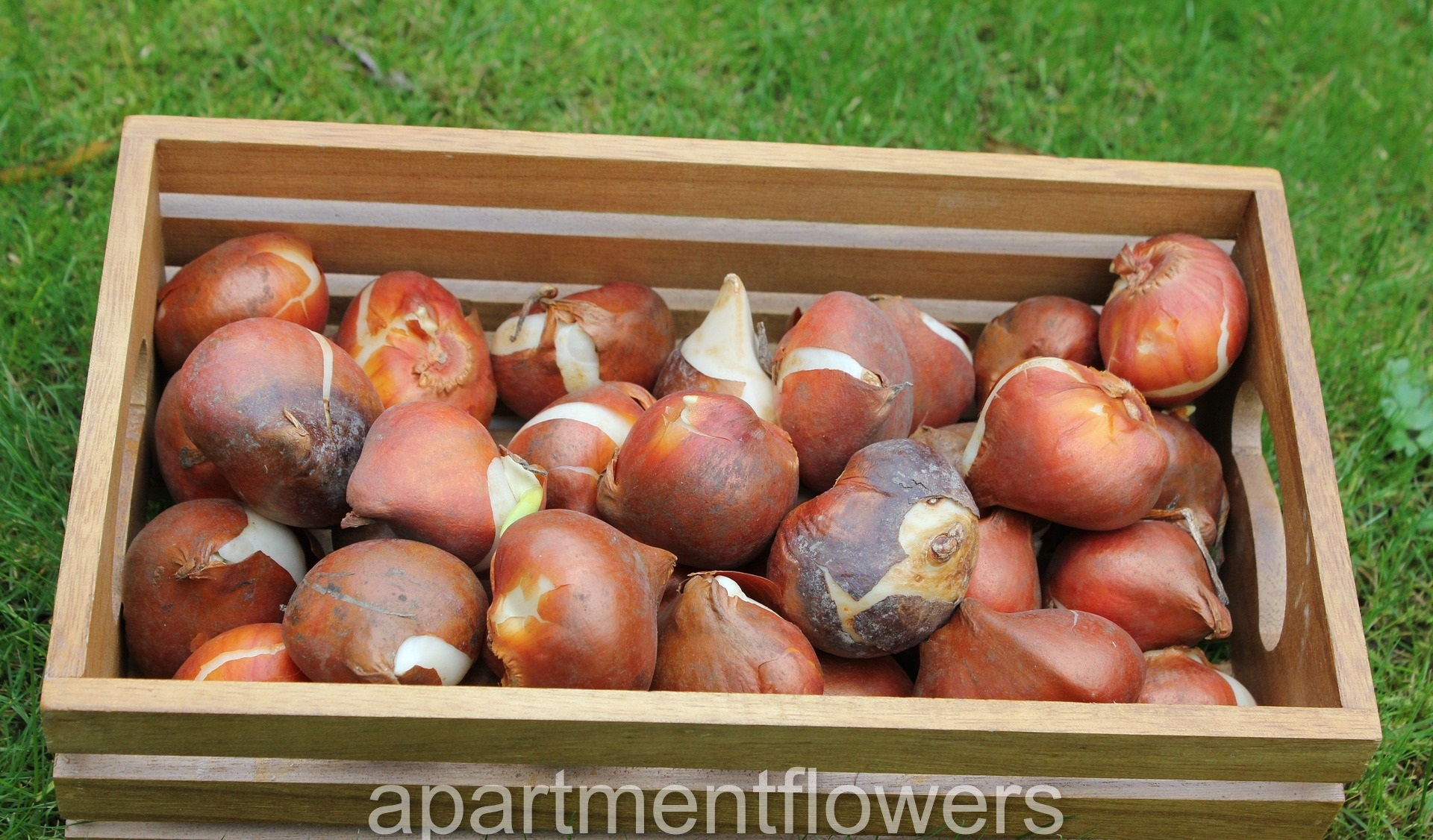 Storing Tulip Bulbs In Refrigerator tips