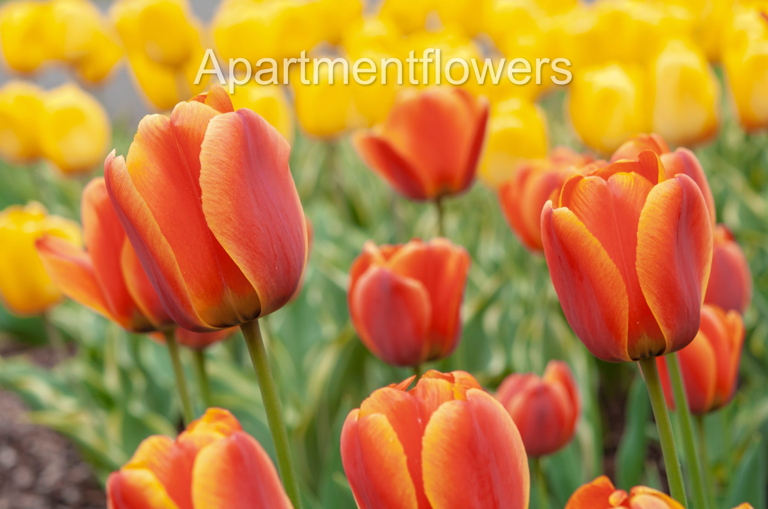 Tulip Bulbs in the ground and care tips