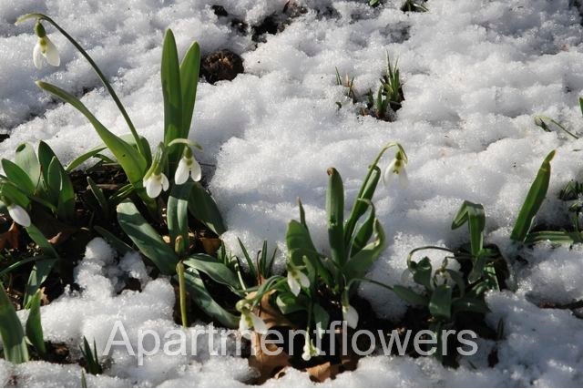 Storing Tulip Bulbs over Winter + tips