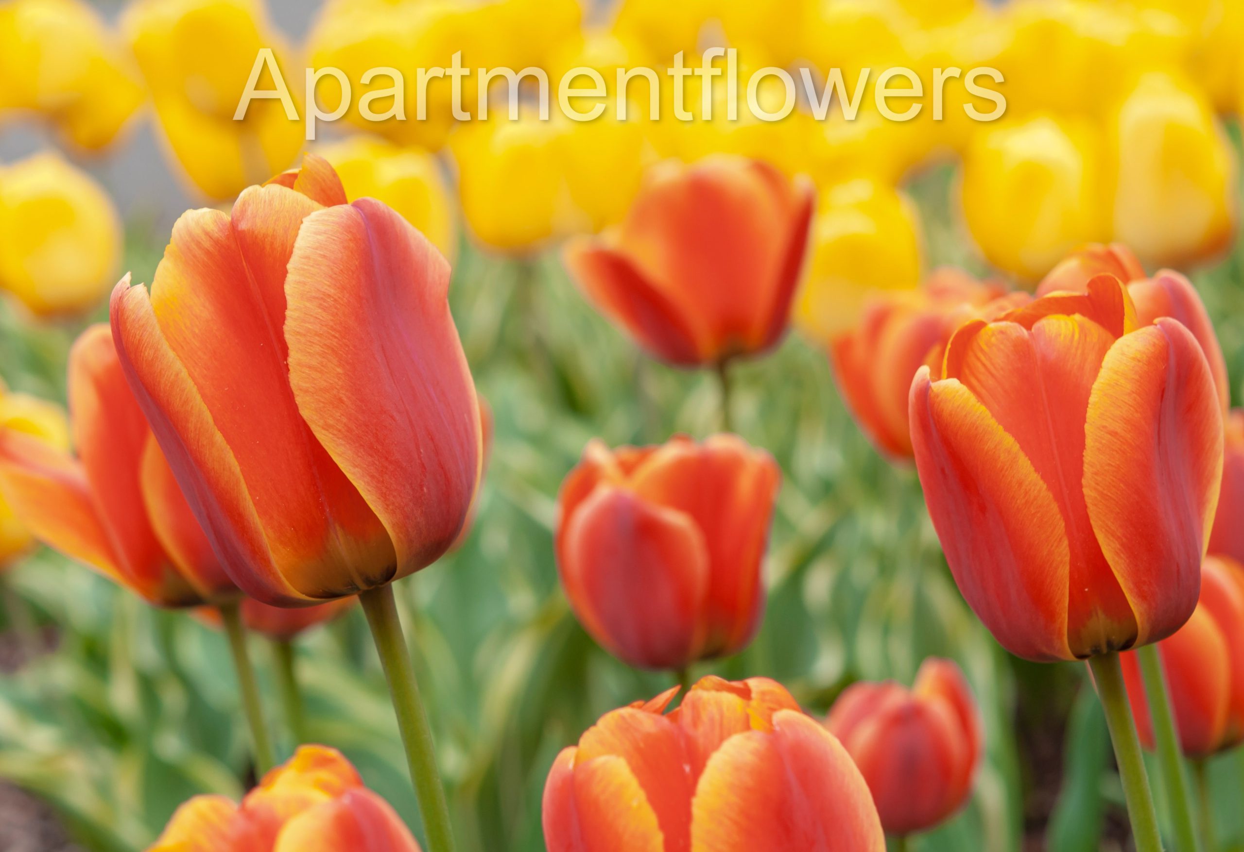 Tulip Bulbs After Flowering care tips