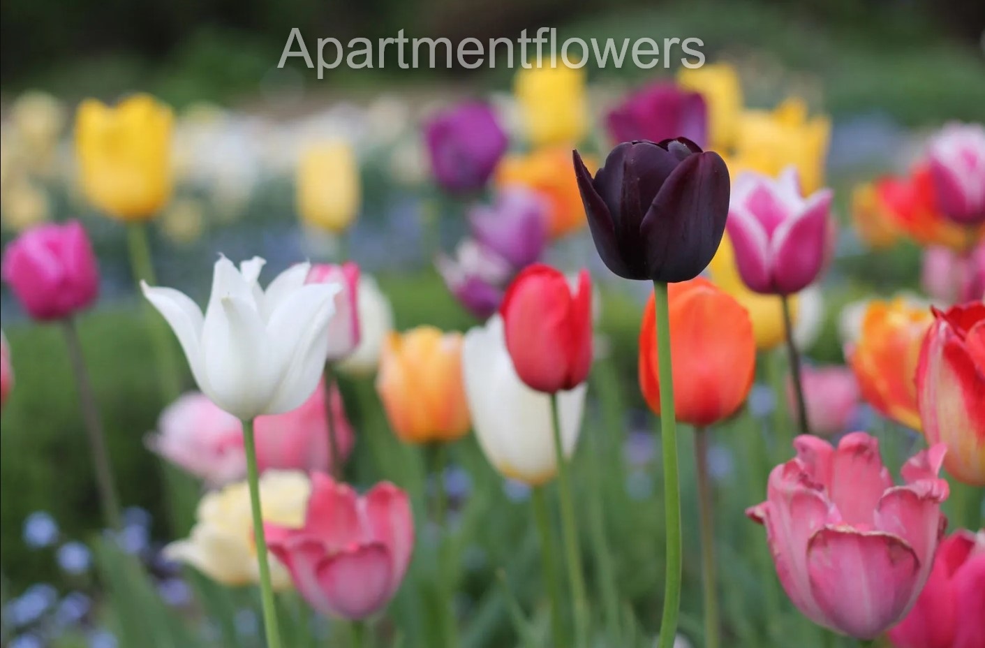 Tulips In Zone 5 + tips and guides