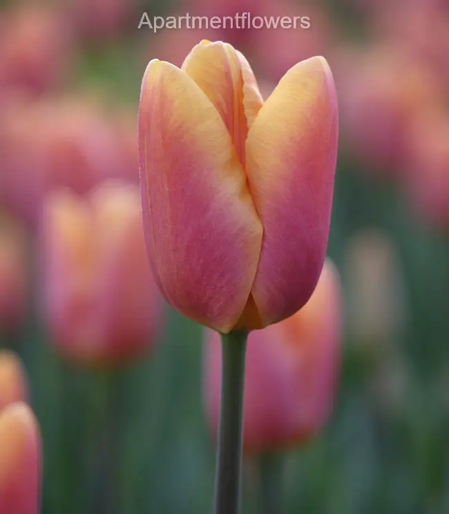 Tulips In Zone 6 tips