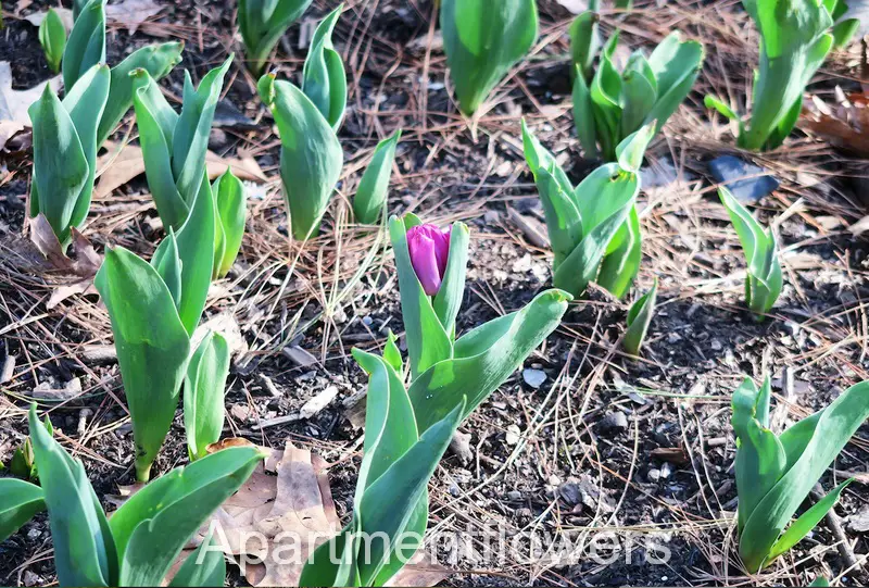 Tulip Bulbs in the ground +tips