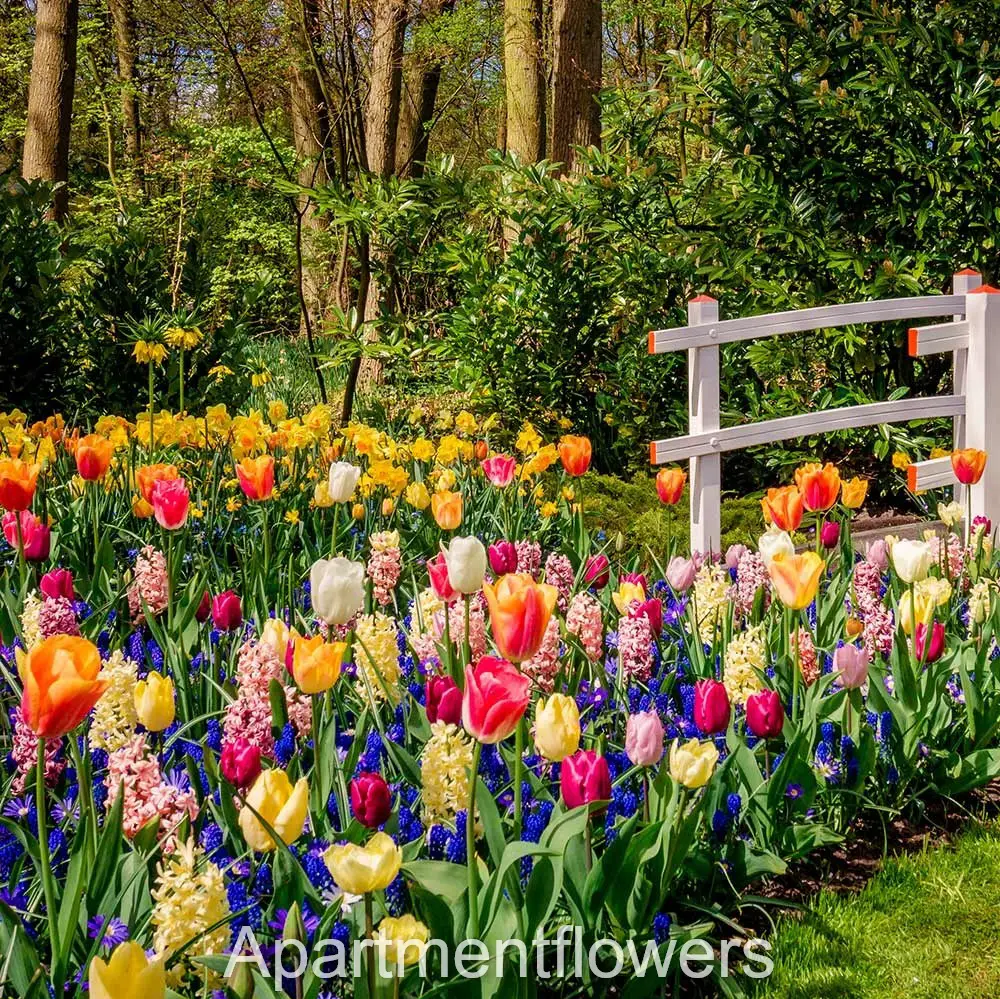 tulip bulbs in the spring +tips