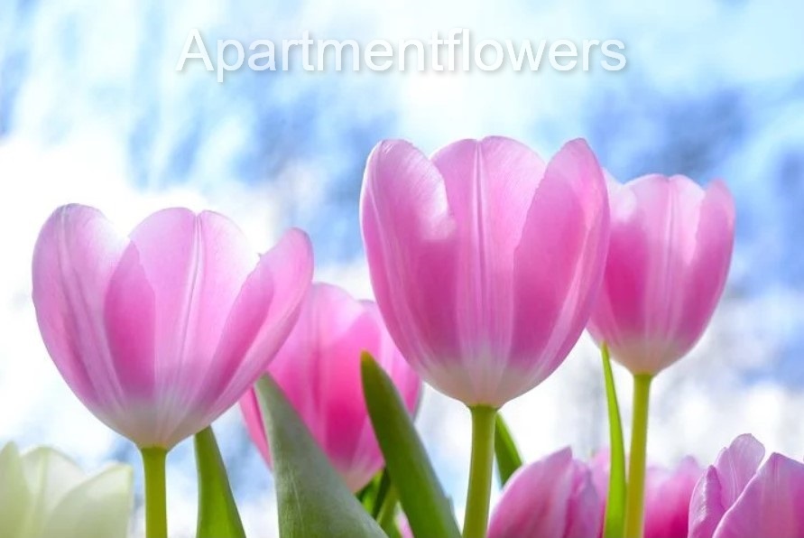 Unplanted Tulip Bulbs care tips