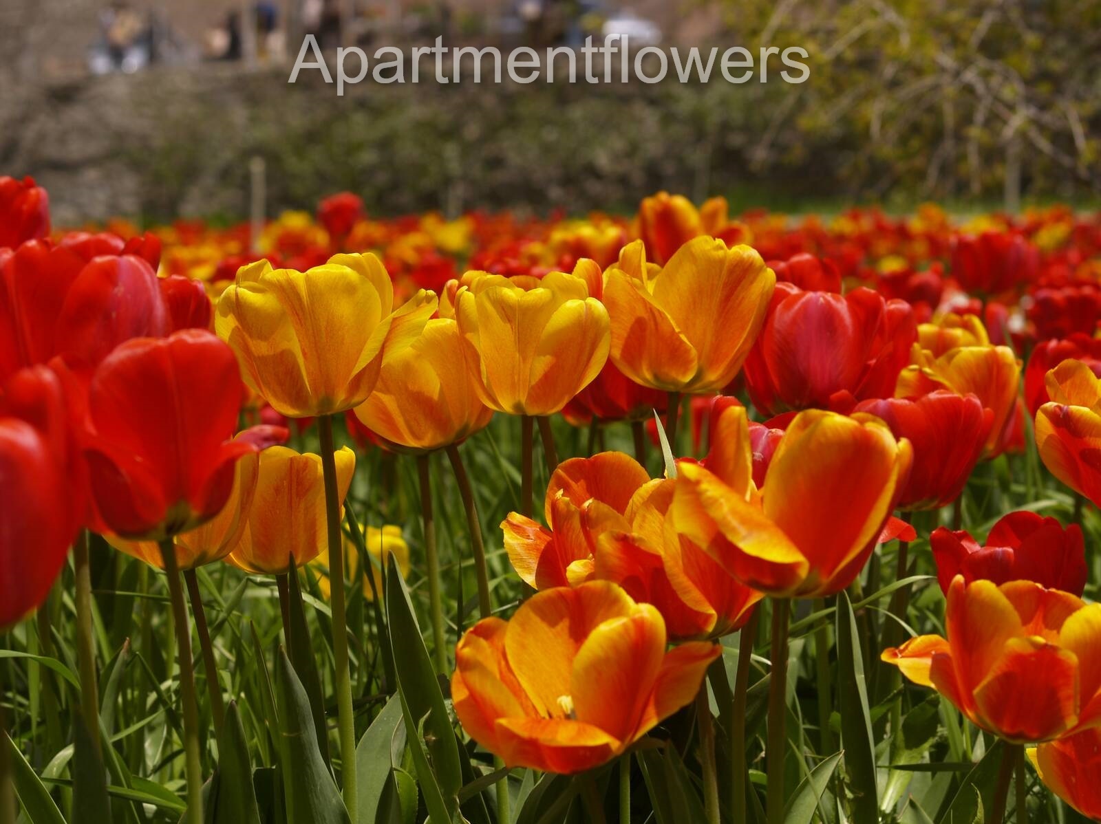 Tulips In Zone 5 + tips
