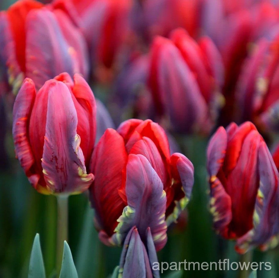 Storing Tulip Bulbs In Refrigerator care tips
