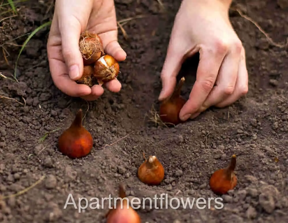 Tulip Bulbs in the ground information