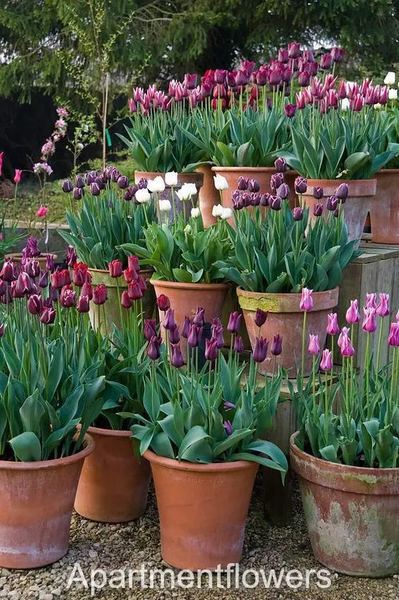 tulip bulbs in the spring care tips