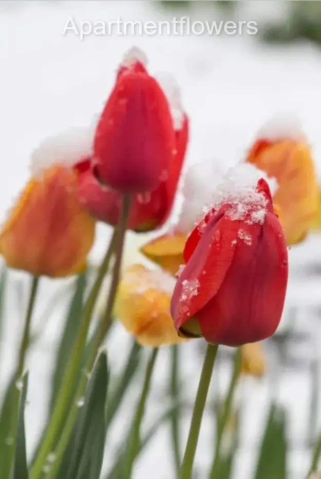 Storing Tulip Bulbs over Winter care tips