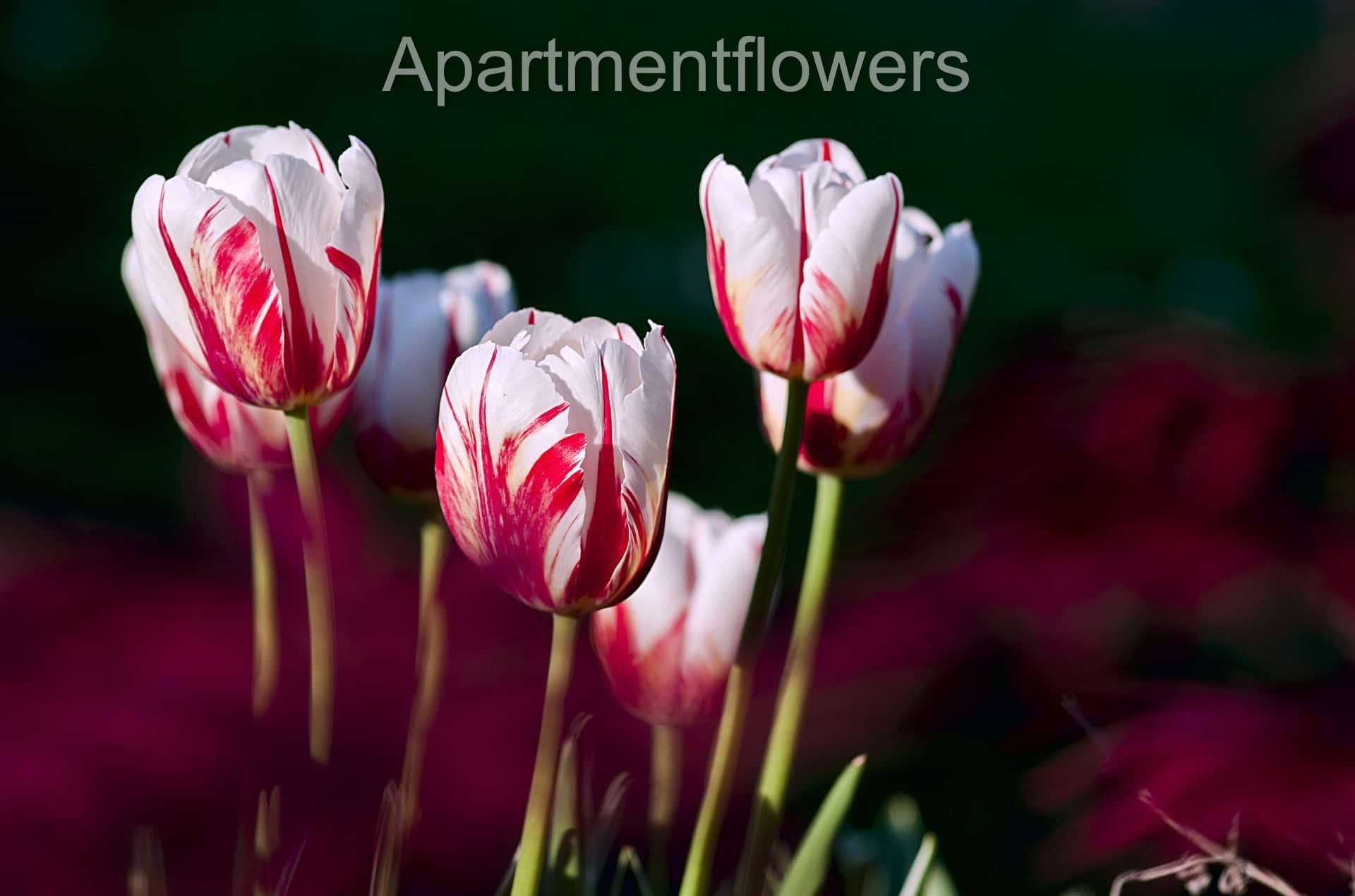 Tulip Bulbs After Flowering + buy