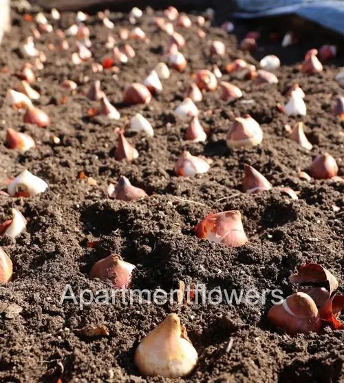 Tulip Bulbs in the ground