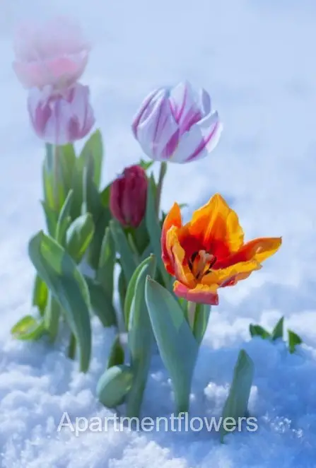 Storing Tulip Bulbs In Winter