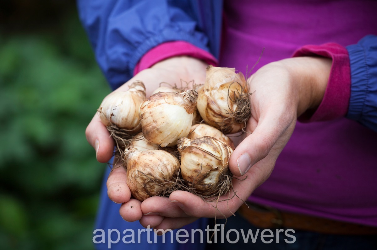 Store Tulip Bulbs