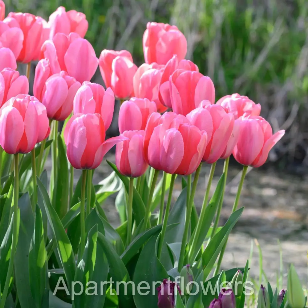 Tulips Bloom care tips