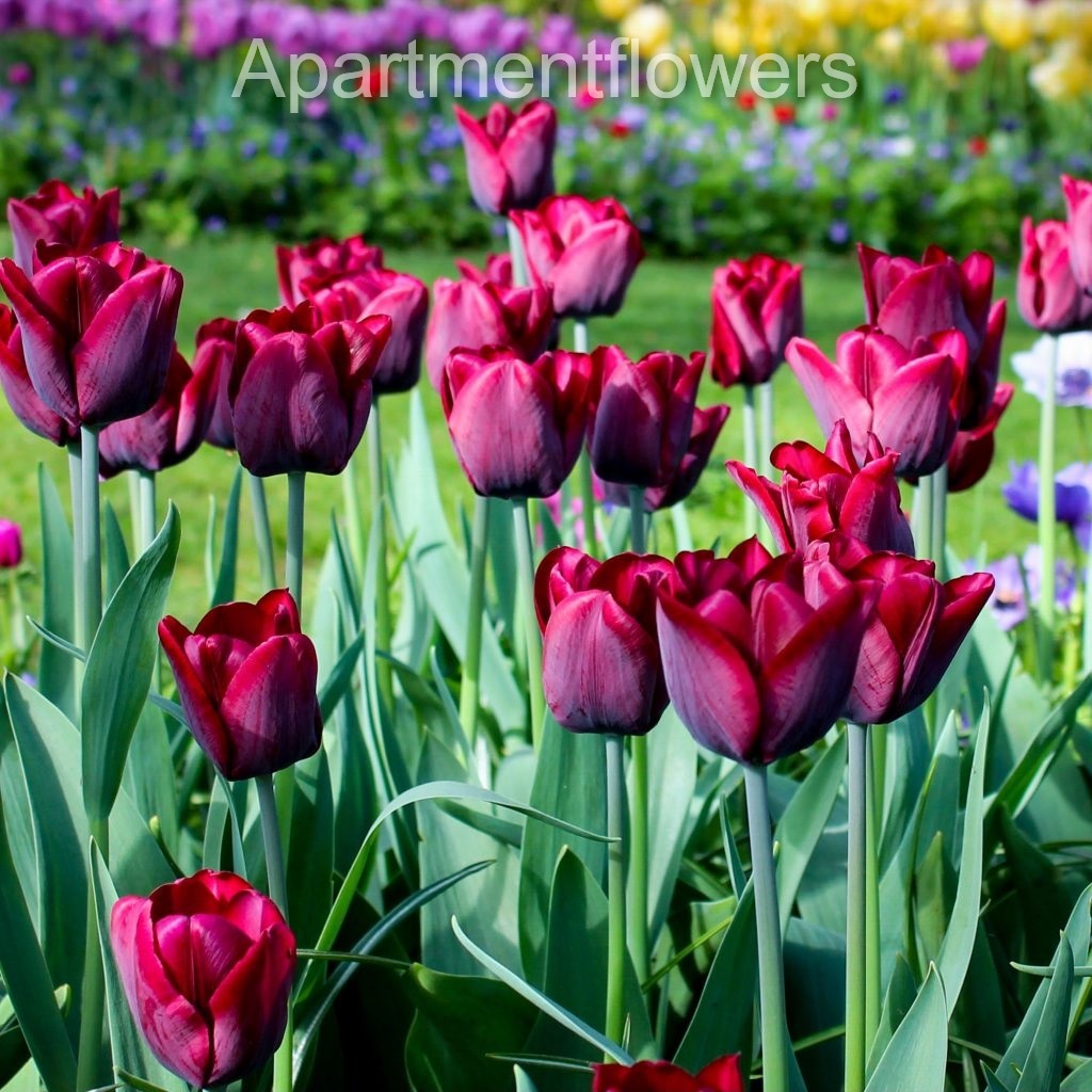 grow Tulips from seed tips