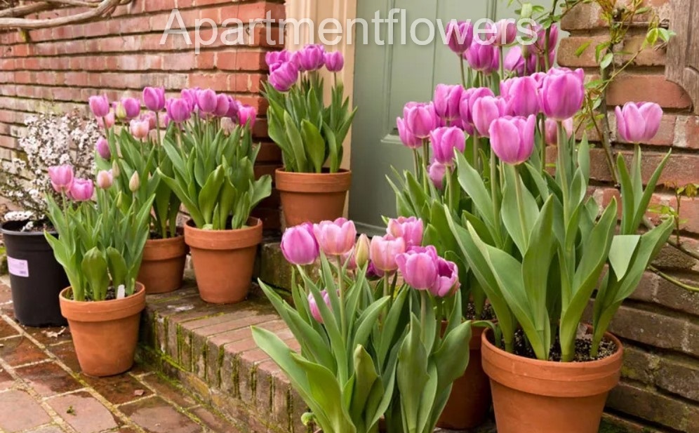 best soil for tulips