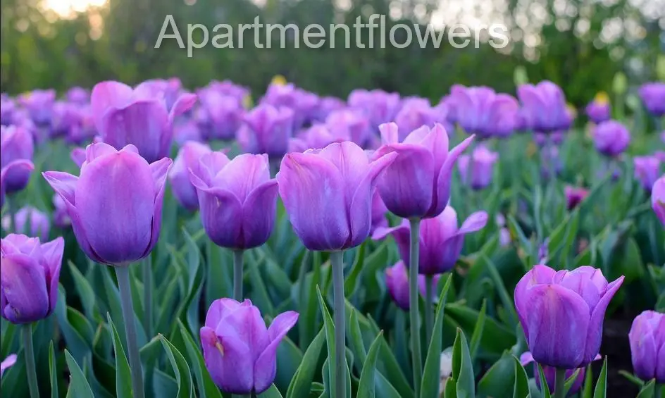 multiply tulip bulbs