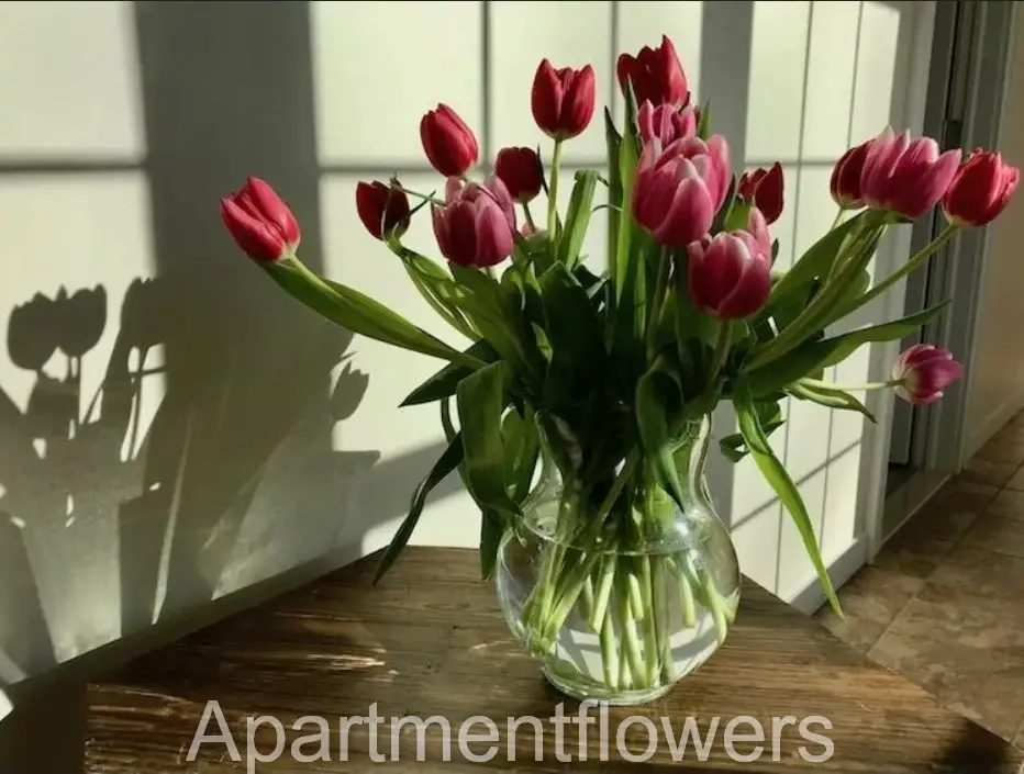 Tulips Without Water tips and care