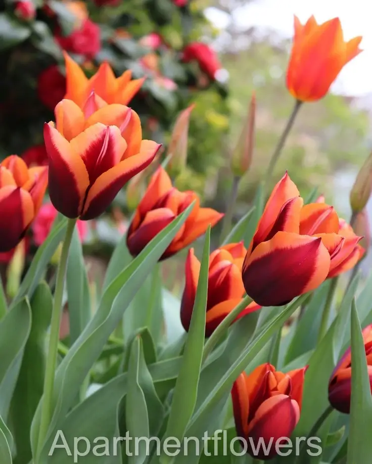 Tulips Bloom in UK