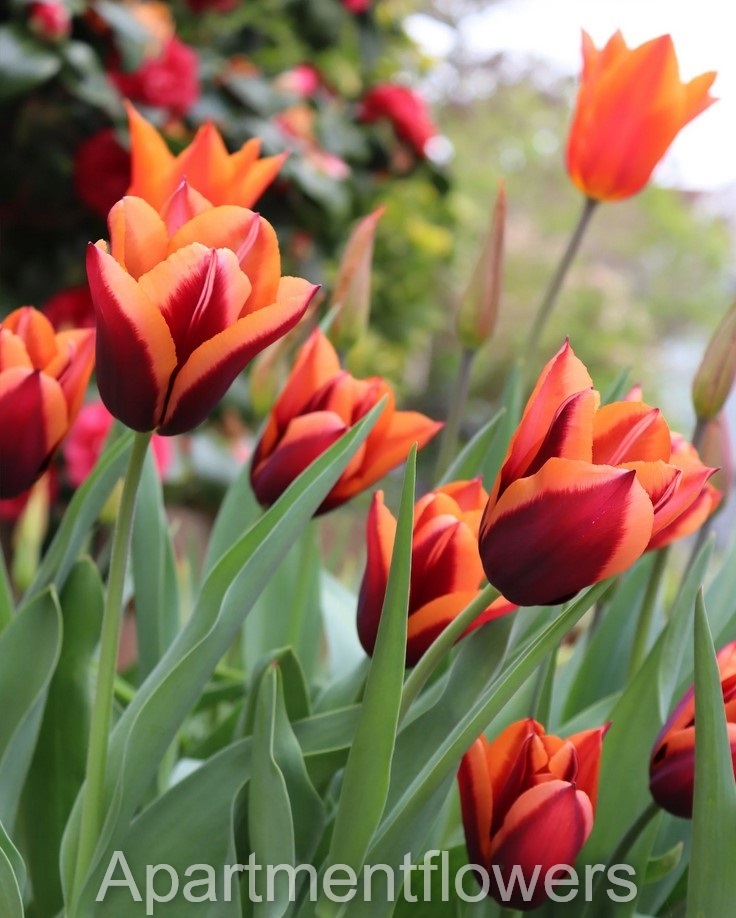 Tulips Bloom in UK