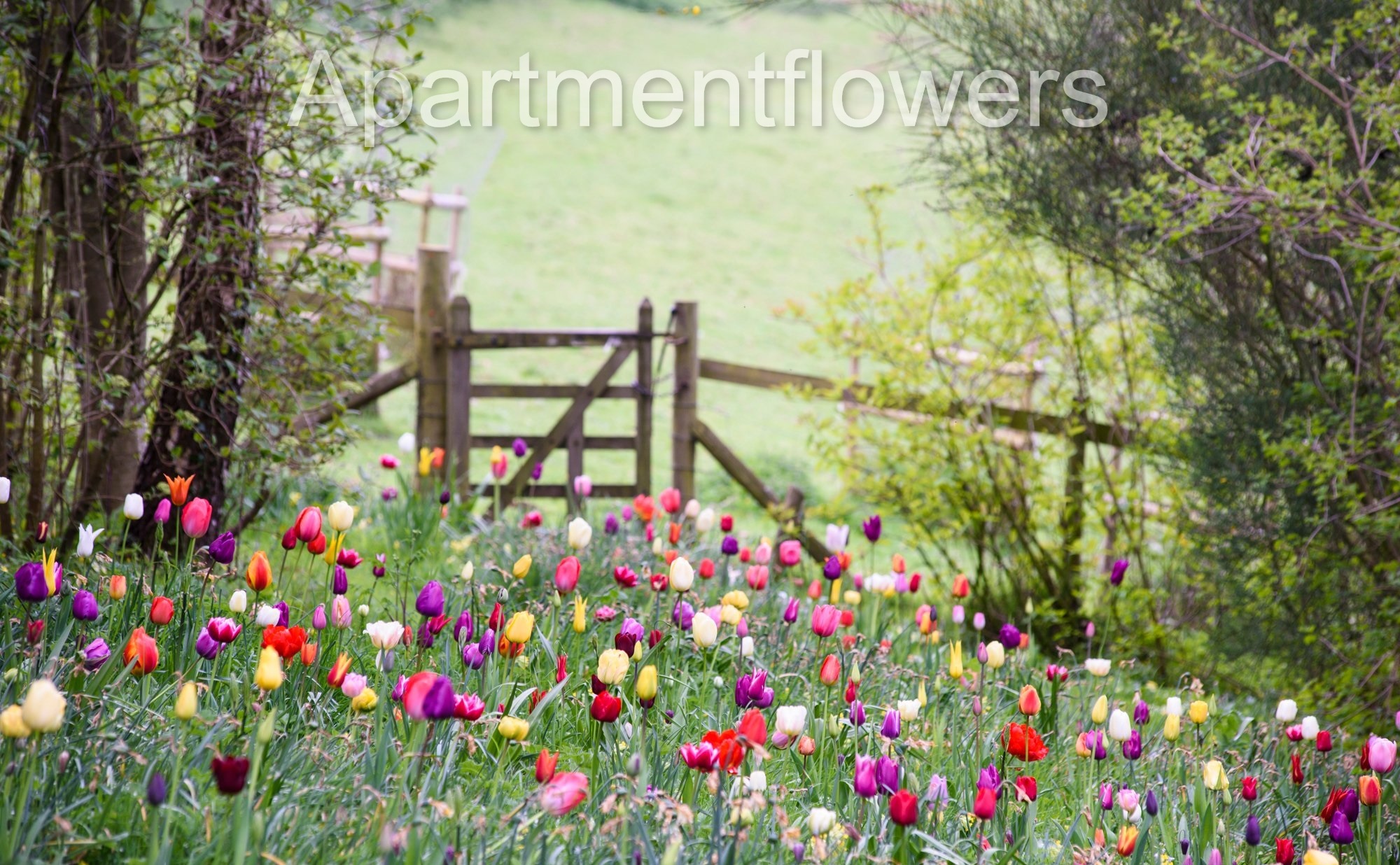 planting Tulips in UK 