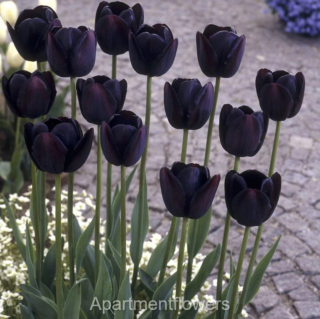 how to get Tulip Seeds From Flowers 